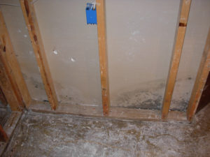 mold in wet basement